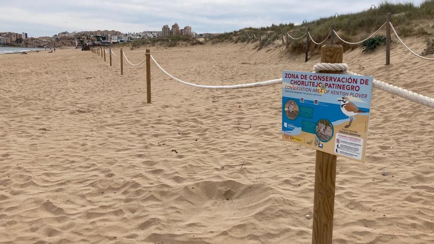 Torrevieja acota en La Mata un espacio para el chorlitejo patinegro