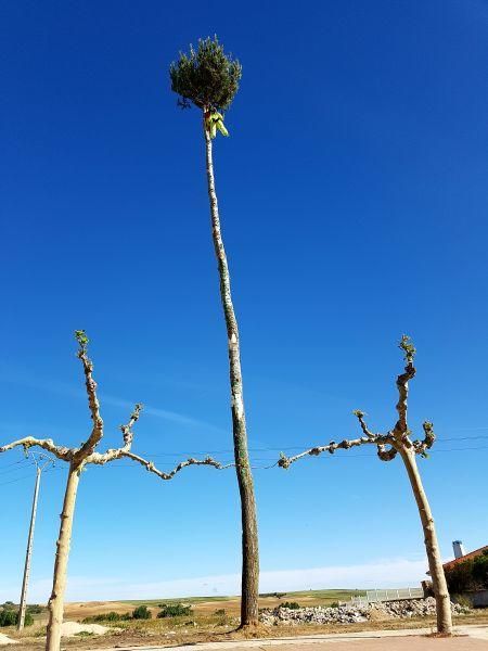 Los quintos de la provincia plantan el mayo