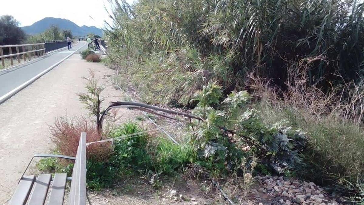 Uno de los árboles partidos en los márgenes de la vía verde de Xàtiva.
