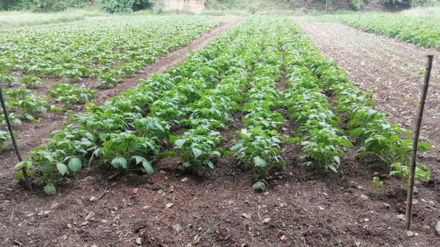 Sanidad permite también el cuidado de huertos en el municipio de residencia