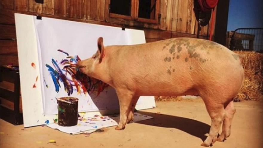 &#039;Pigcasso&#039;, la cerda que se dedica a pintar cuadros