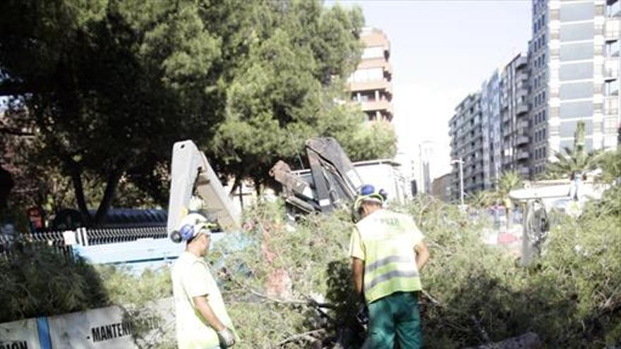 En seis meses se ha actuado en más de 11.000 árboles