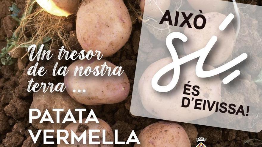 És temps de patata vermella eivissenca