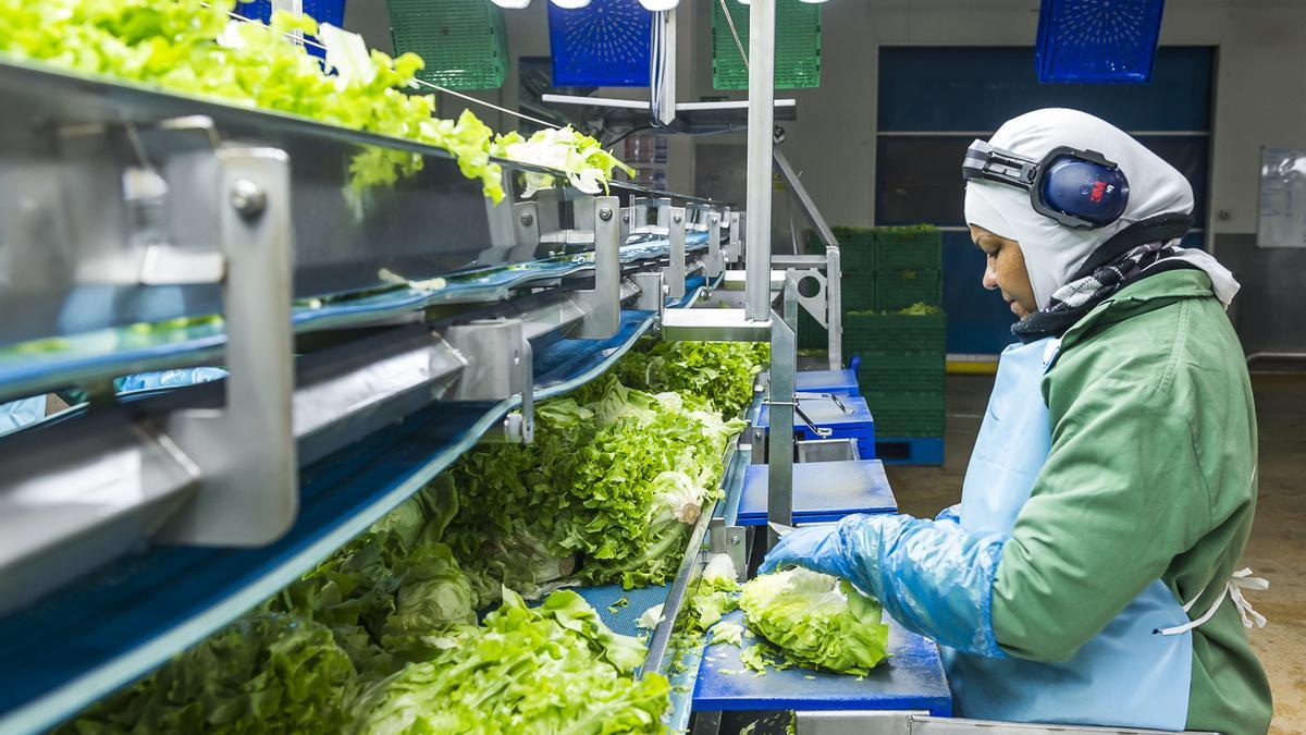 Una operaria en una instalación del sector agroalimentario de la Comunitat Valenciana.