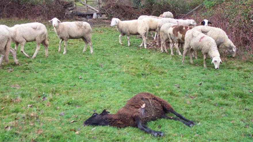 Una oveja muerta por un ataque de lobos
