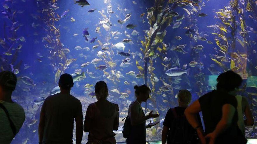 Oceonogràfic Valencia