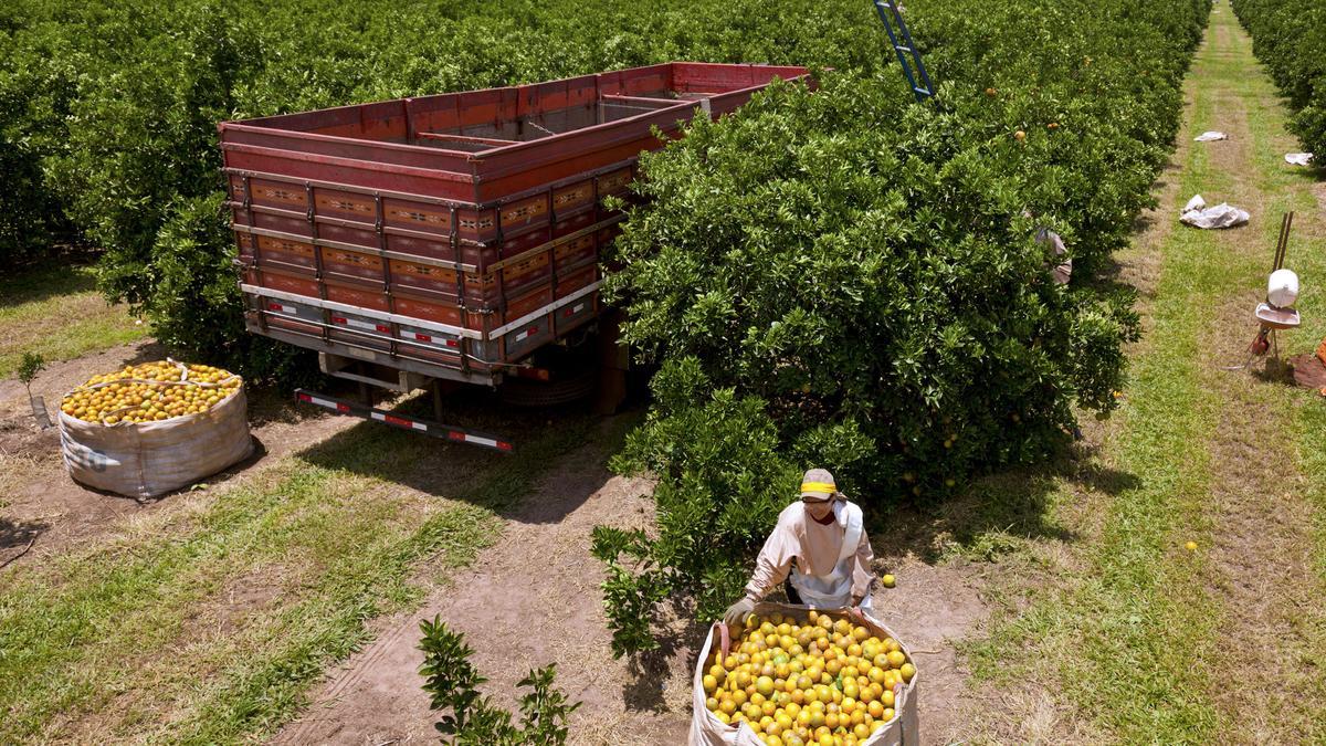 Un trabajador en una finca citrícola de Brasil, país que acapara las alertas por exportar naranjas con plagas.