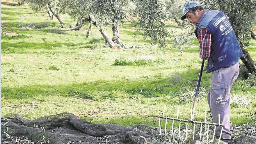 El aceite made in antequera cuenta con la certificación de Denominación de Origen, con una producción de unos 700.000 kilos anuales