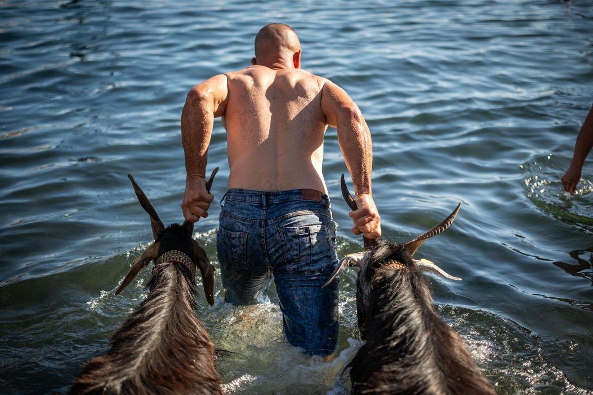 Así se vivió el tradicional baño de cabras en el muelle de Puerto de la Cruz