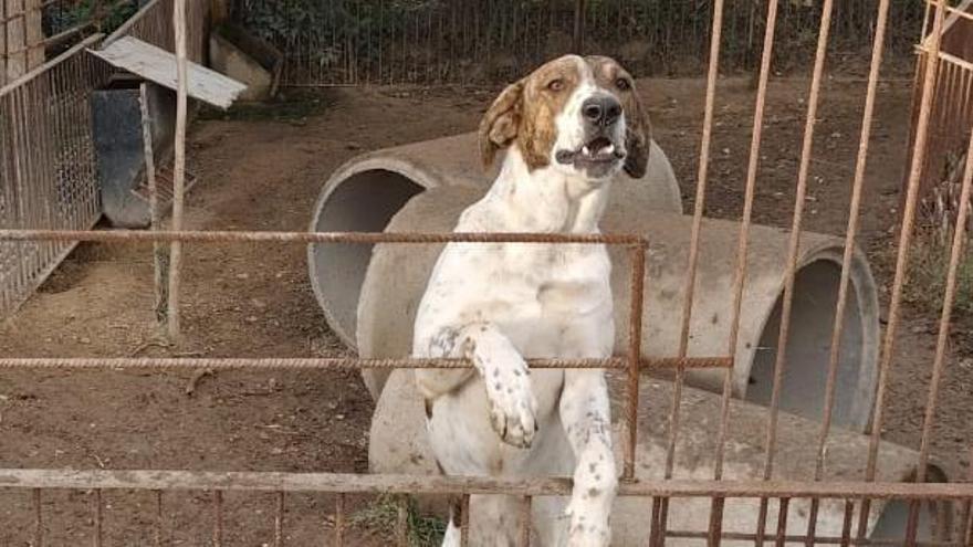 Un perro vigilante en una granja de porcino aragonesa.