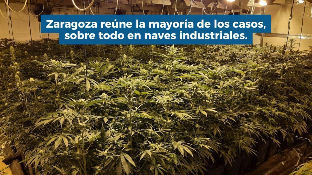 Las plantaciones "indoor" de marihuana disparan el fraude eléctrico