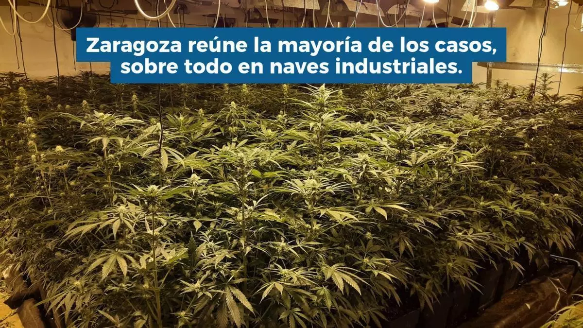 Los robos de luz en Aragón equivalen al consumo anual de un pueblo de 7.000 habitantes: las plantaciones de marihuana disparan las cifras