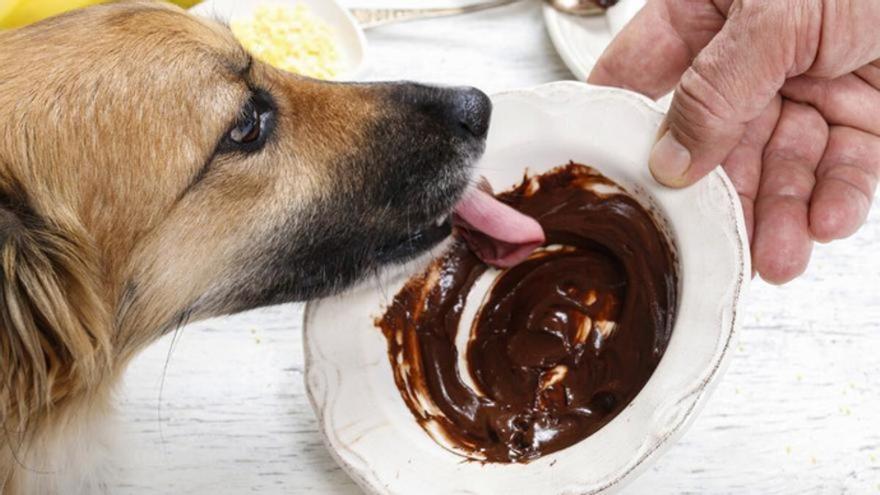 ¿Cuánto chocolate puede comer un perro? Aquí tienes la cantidad exacta
