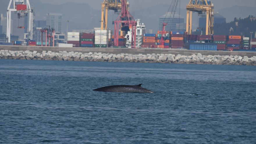 Avistamiento de Ballenas en la costa de Barcelona