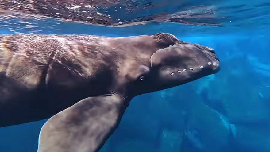 La última esperanza de la ballena franca está perdida en las aguas Canarias