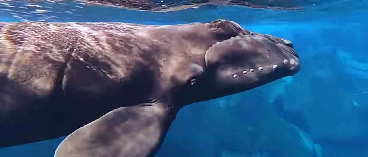 Cría de ballena franca avistada el 22 de diciembre en El Hierro