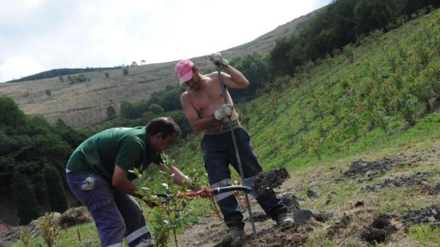 Operarios, ayer, plantando árboles en la antigua mina a cielo abierto de La Braña del Río, en Langreo.