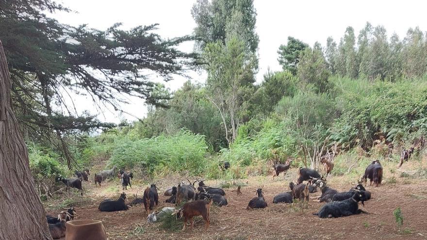 El cabrero que leía a Mao
