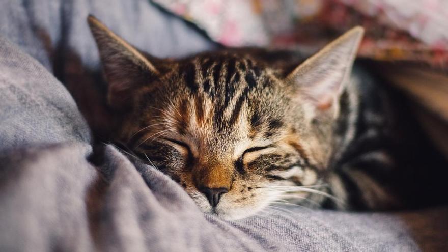 Els gats poden infectar-se i transmetre el virus segons un estudi