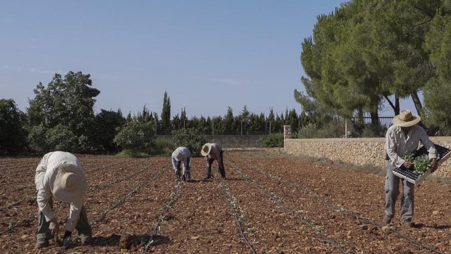 Pagesos solidaris aporta 400 temporeros para la campaña de horticultura