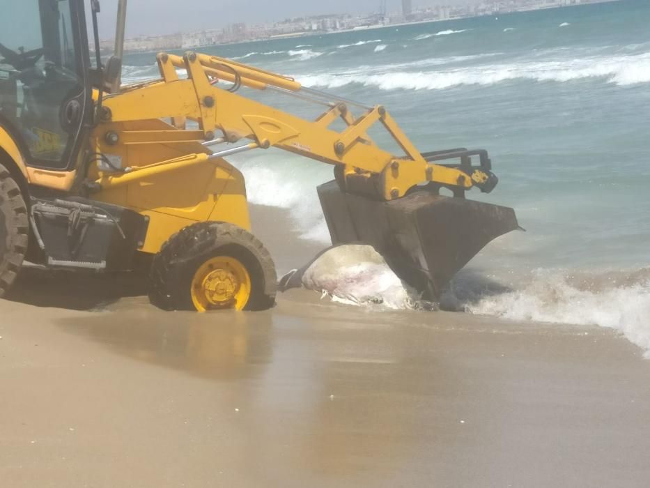 Aparecen los cadáveres de media vaca en Urbanova y medio cerdo en el Postiguet