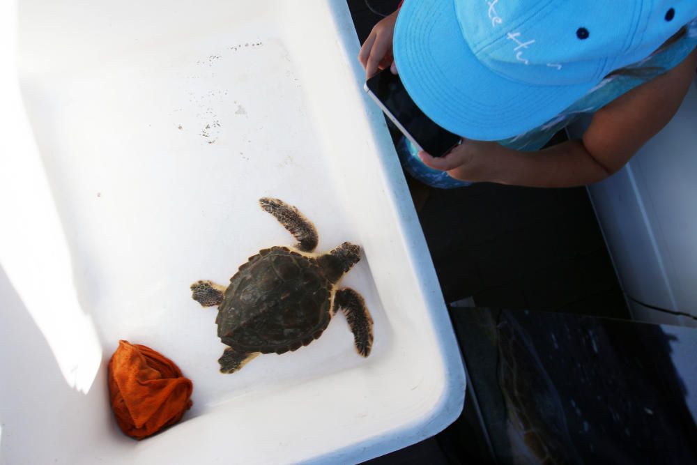 El animal ha permanecido un año en las instalaciones del Aula del Mar de Málaga recuperándose de sus heridas, hasta su completo restablecimiento