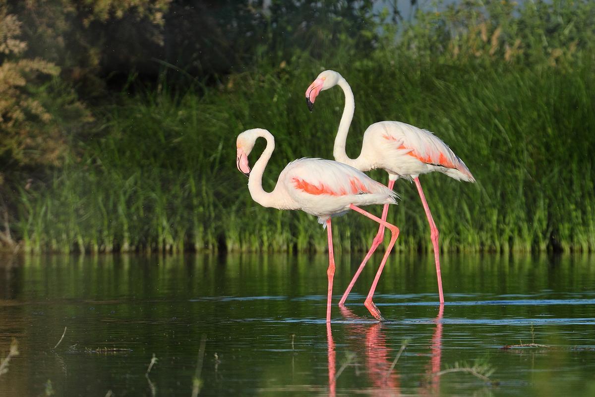 Flamencos en la laguna de Tíscar.