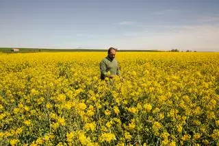 España se tiñe de amarillo con el auge de la colza, en máximos históricos: "Podemos producir más que nadie"