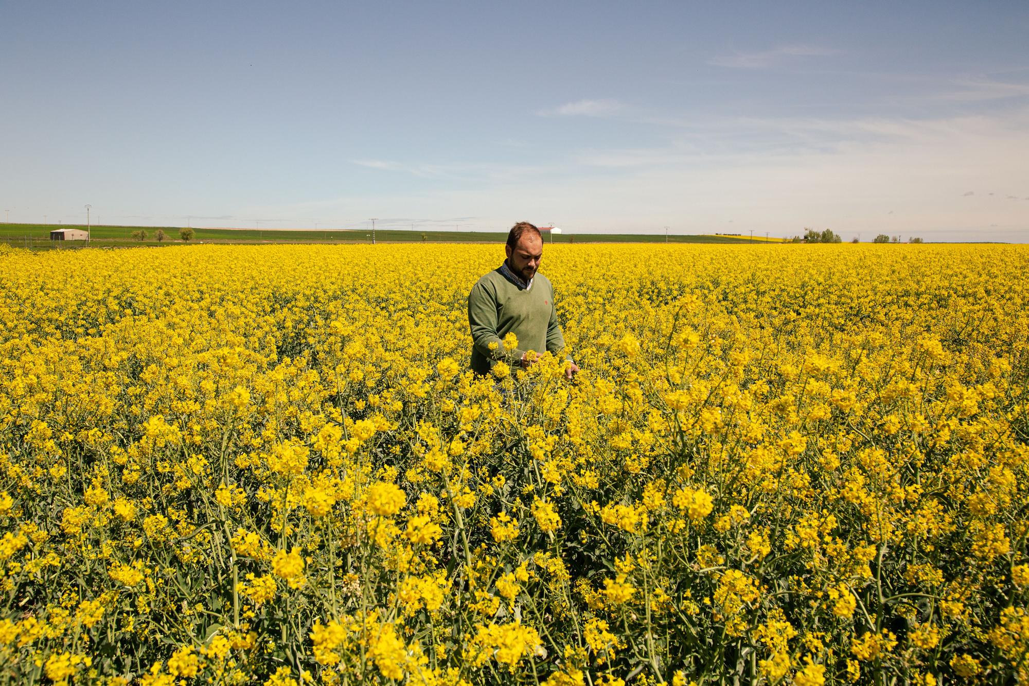 El agricultor Ventura González, en una plantación de colza en Madrigal de las Altas Torres.