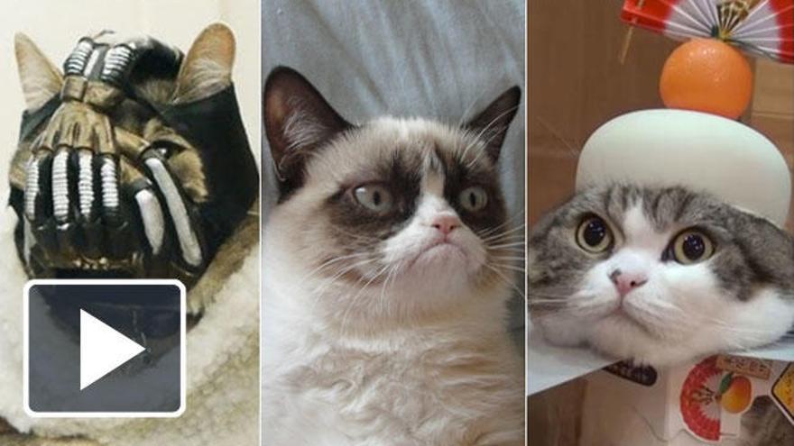 Los vídeos de gatos más vistos en Internet