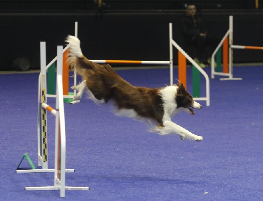 La Exposición Canina de Vigo cierra una nueva edición con grandes resultados.