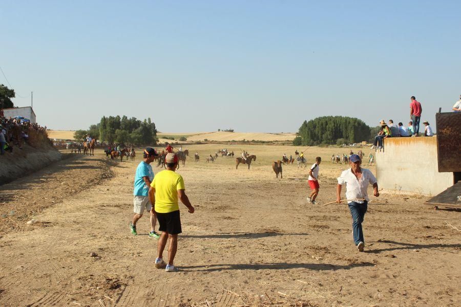 Fiestas en Zamora: Encierro en Argujillo