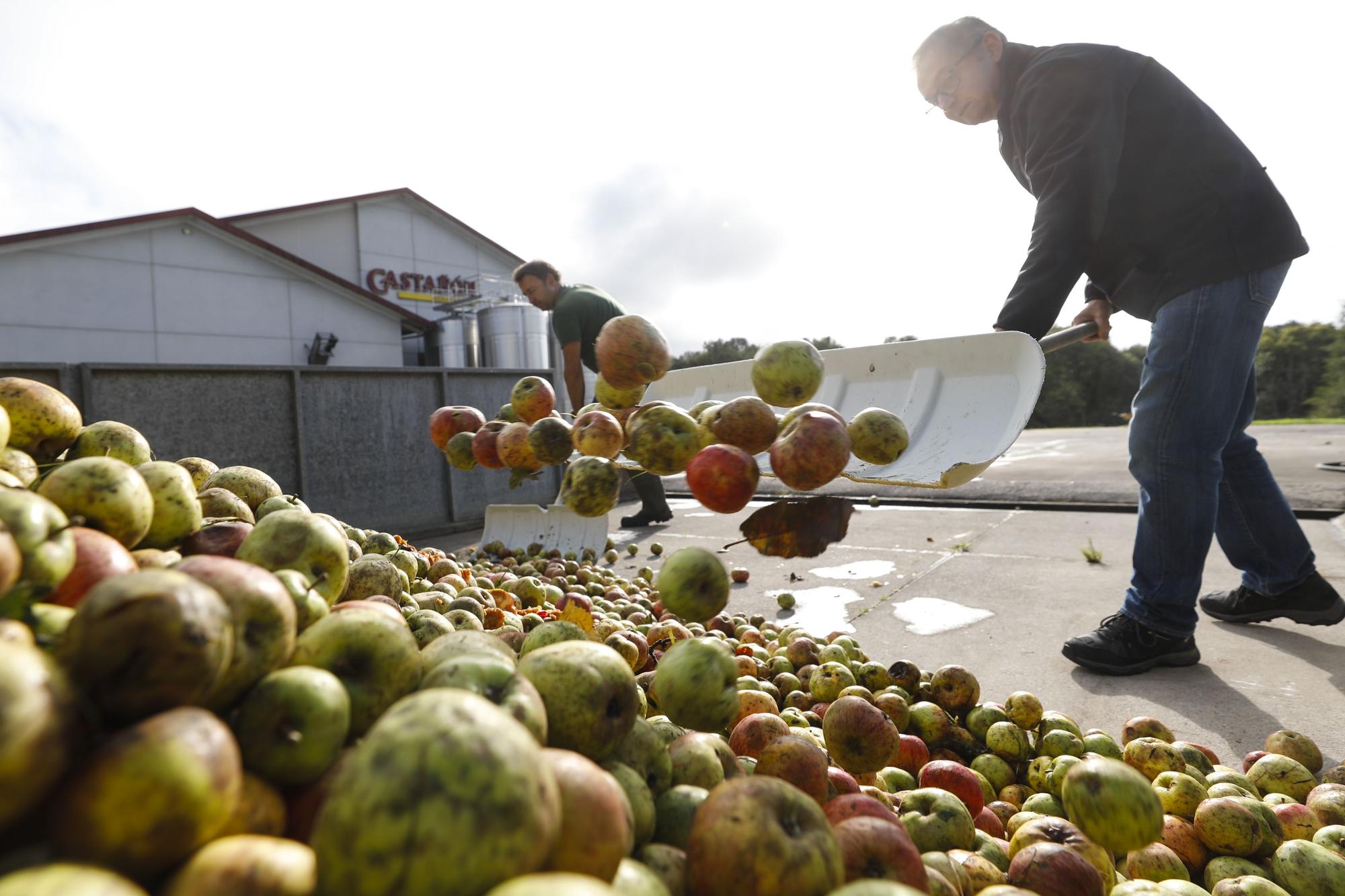 EN IMÁGENES: Llegan las primeras manzanas del año a los llagares asturianos