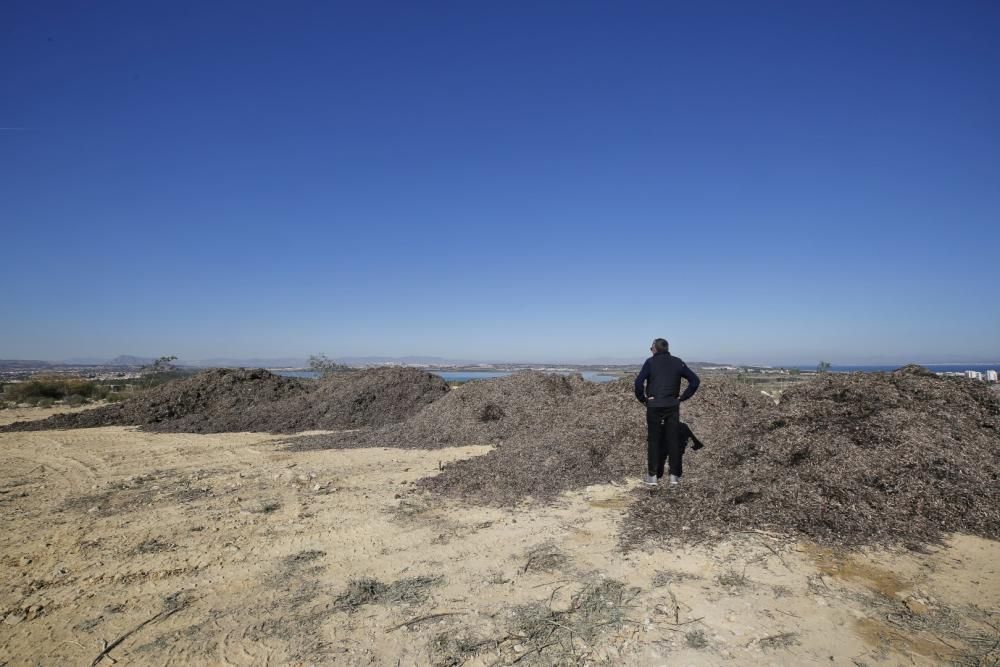 La explanada del parque del Mirador de la Casilla se ha convertido en un secadero de algas de la playa. La acumulación se realiza para facilitar el transporte posterior y rebajar el peso