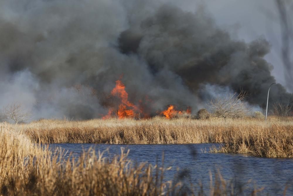 Incendio forestal en el Marjal dels Moros en Sagunt