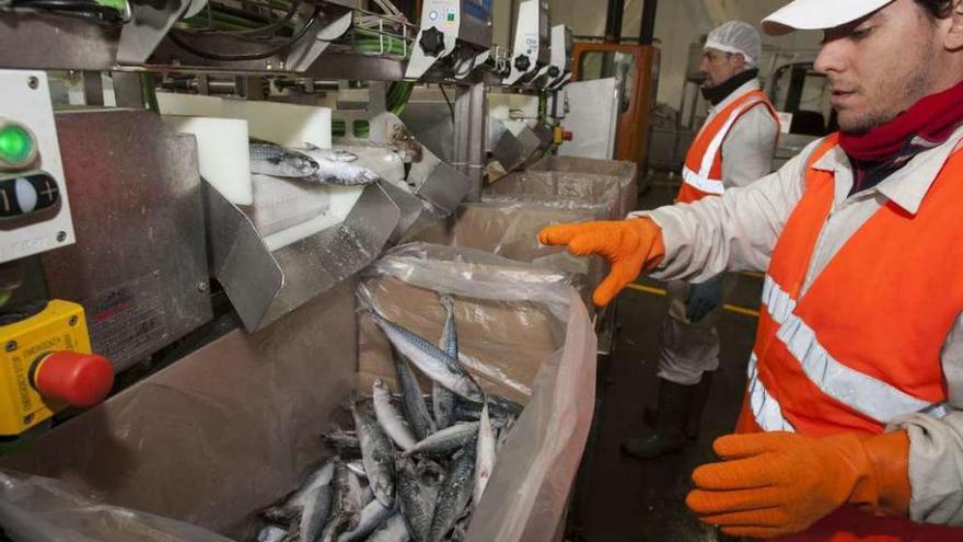 Trabajadores de Frigorífica Botana preparan pescado para el proceso de congelado.