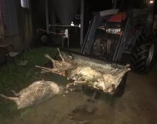 Más ovejas muertas por ataques de lobo en Sayago