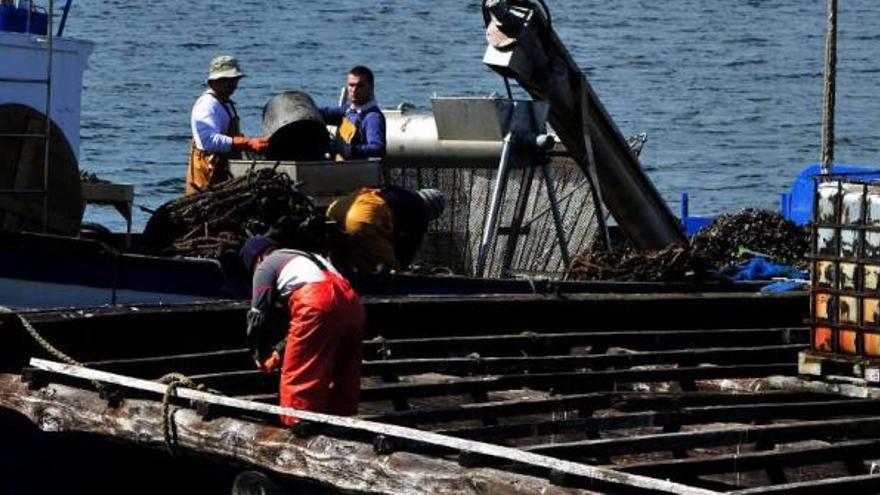 Bateeiros trabajando en la ría de Arousa.  // Iñaki Abella