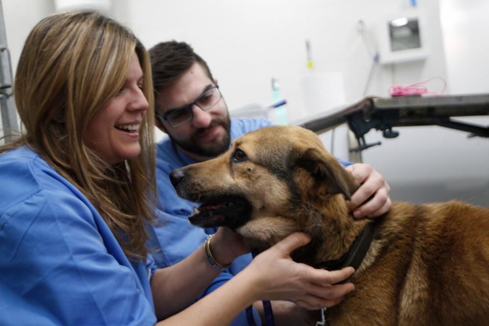 Visita al perro Nicolás en la clínica donde lo atienden de la brutal paliza