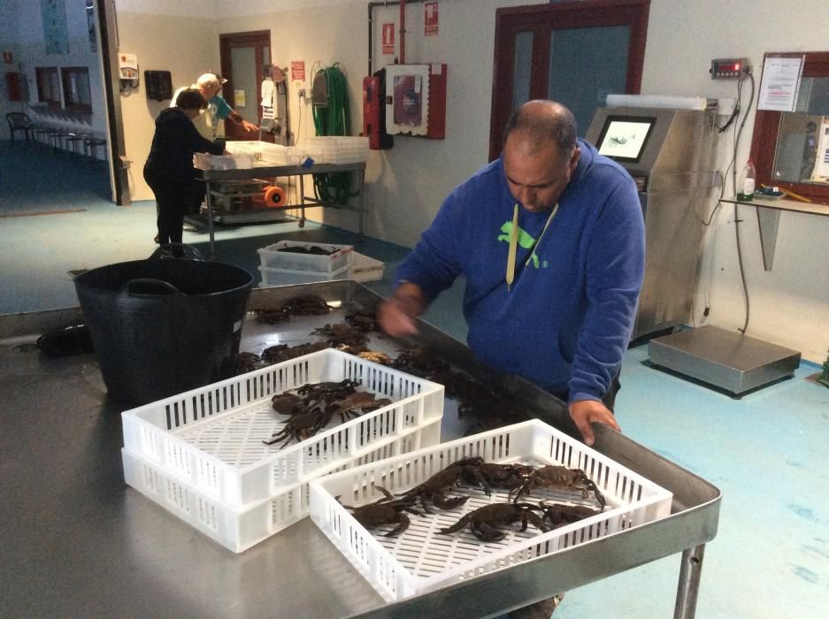 Capturas de nécora y pulpo en la lonja de Cangas // Santos Álvarez