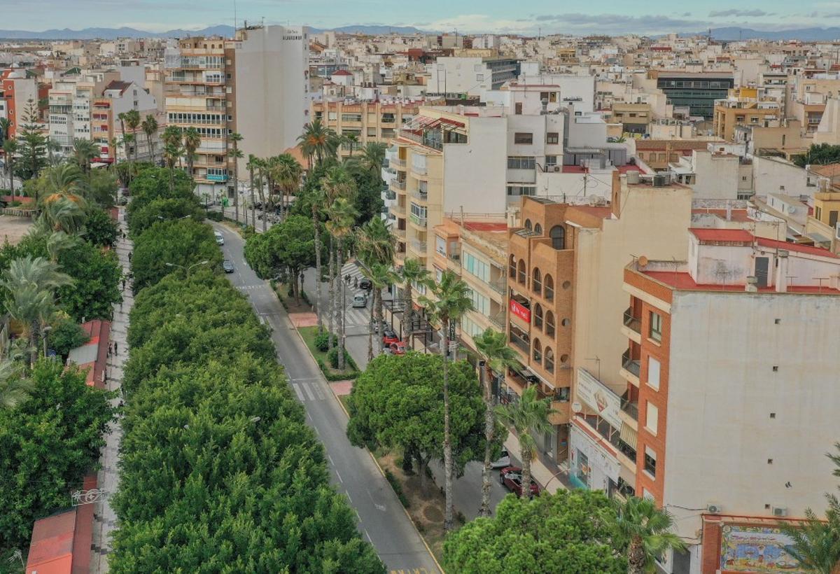 Panorámica del arbolado del paseo del que ya han desaparecido tres ficus, varias palmeras y pinos