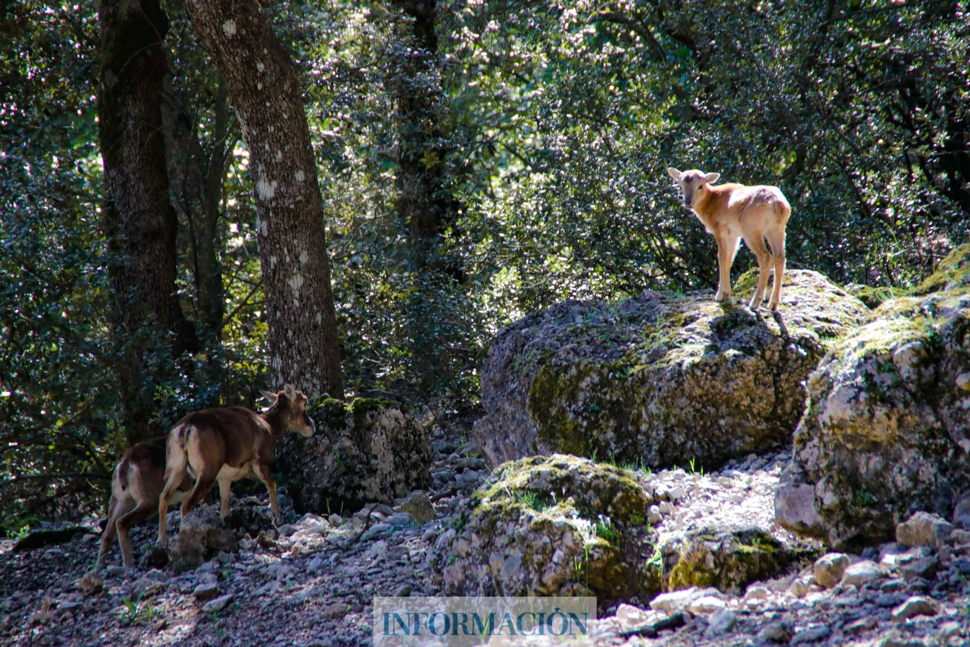 El espectáculo visual de los herbívoros en la Font Roja