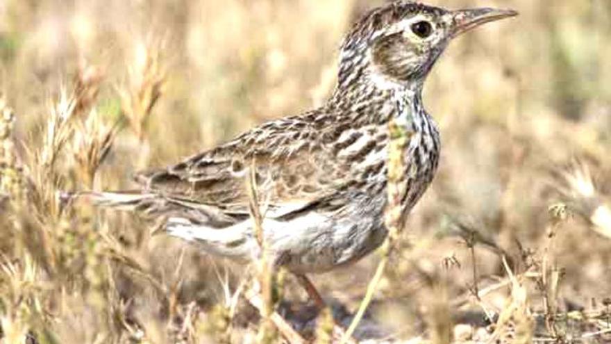 Un ejemplar de alondra Dupont o ricotí en su hábitat natural. |