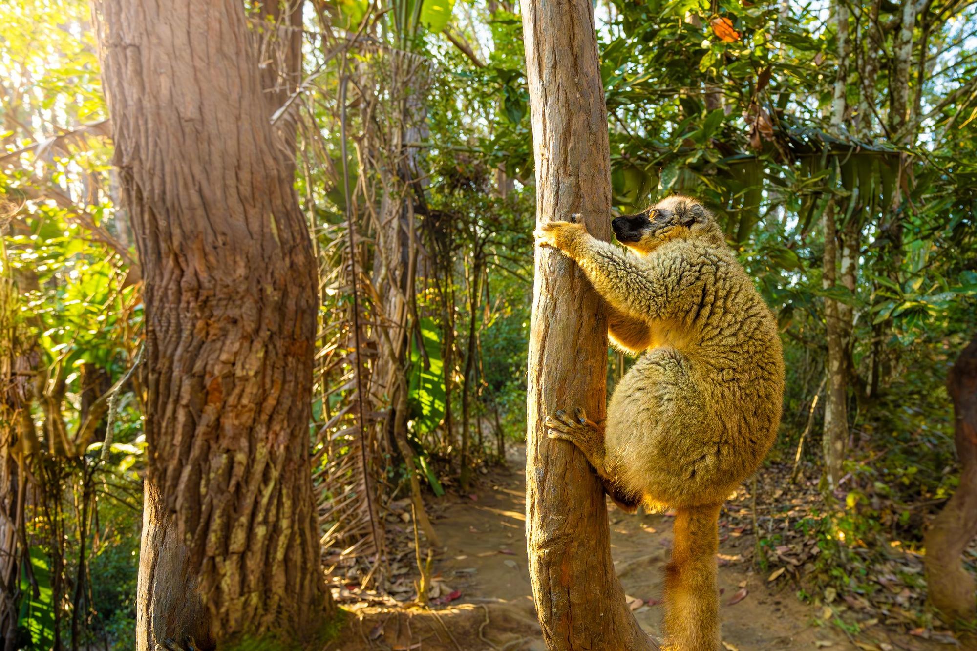 Parque Nacional Andasibe-Mantadia.