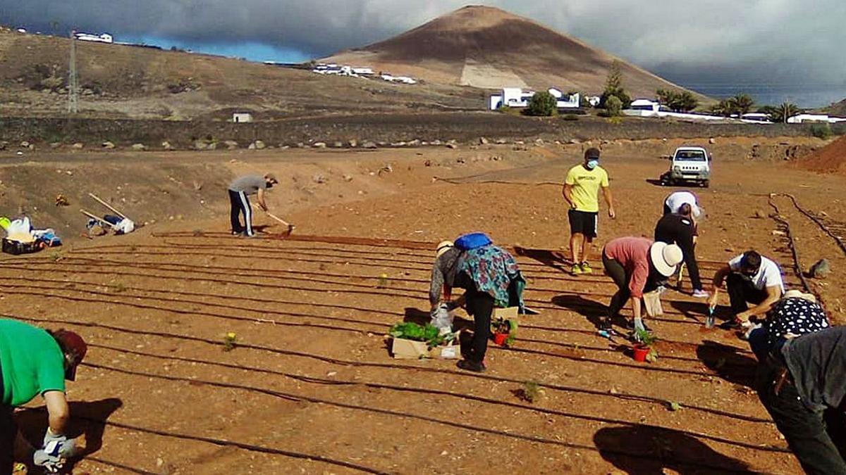 Tías impulsa la agricultura ecológica y la participación en huertos sociales