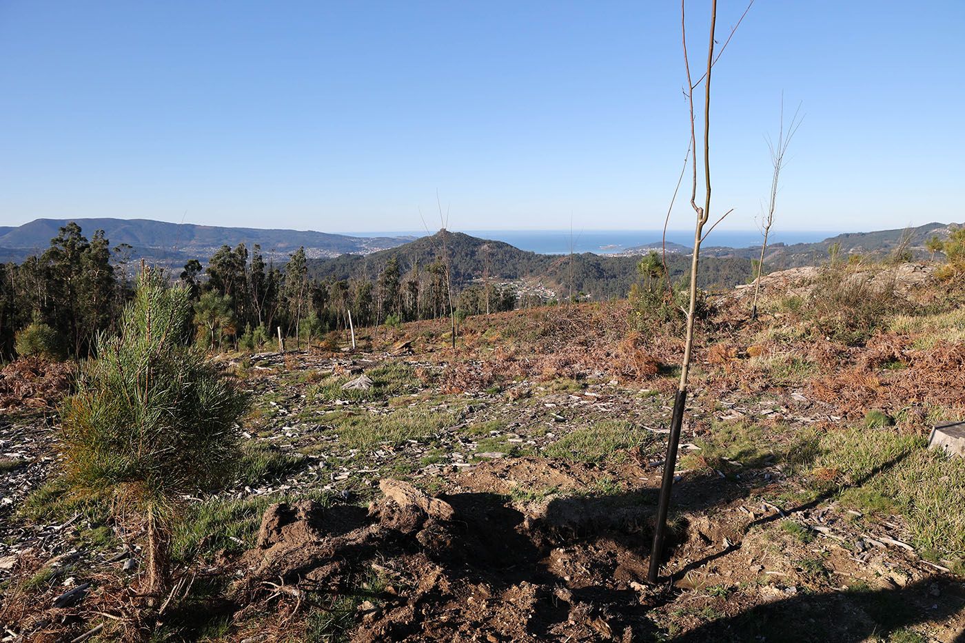 La nueva plantación de castaños preparados para producir castañas y setas