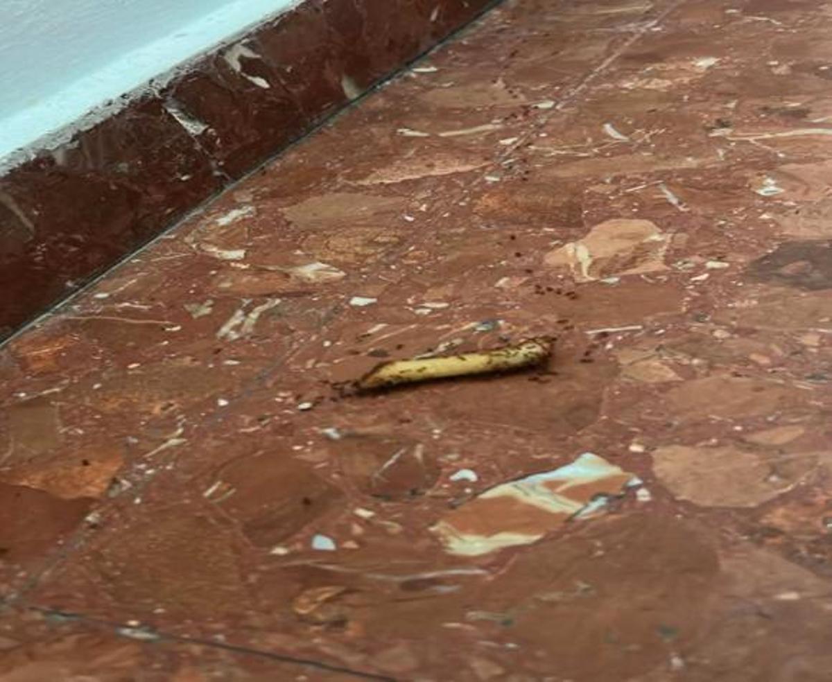 Plaga de hormigas en el Hospital Mislata-Quart.