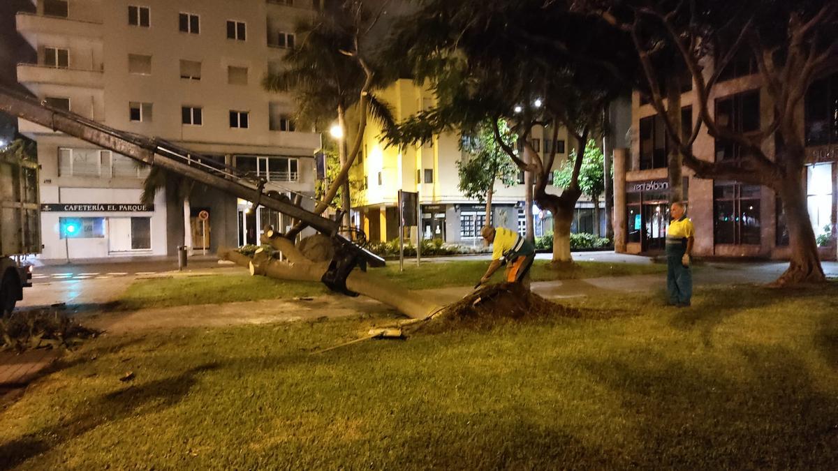 Personal municipal limpia la zona de los restos del árbol