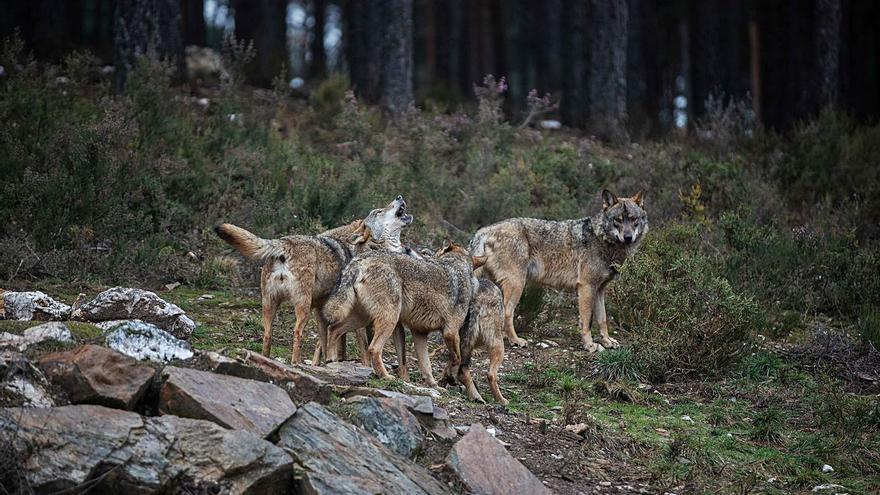 Los populares acusan al PSOE de Zamora de “abandonar a nuestros ganaderos” frente al lobo