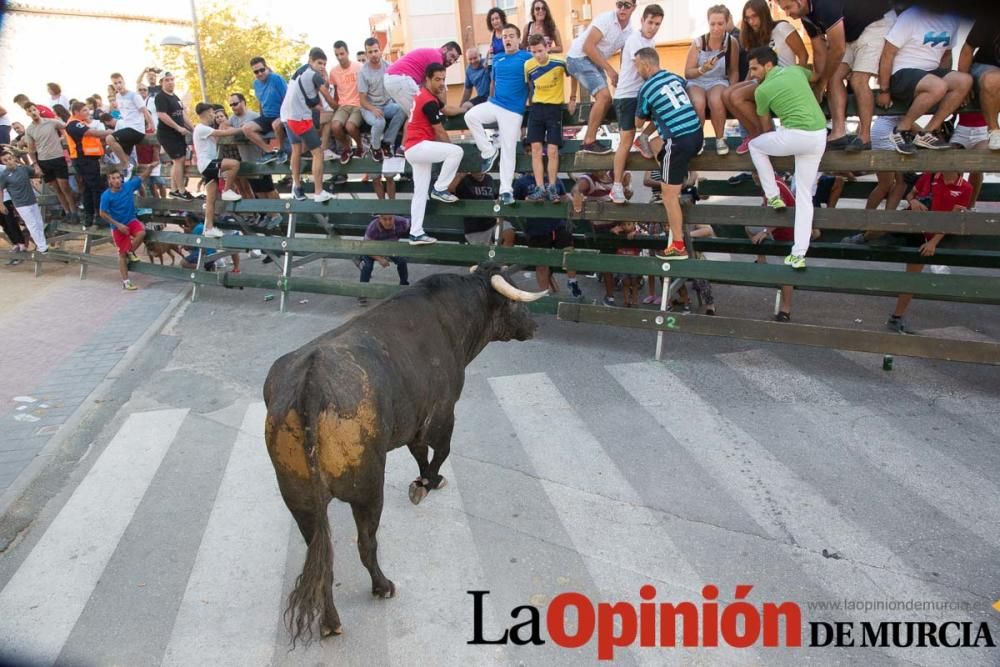 Primer encierro de Calasparra